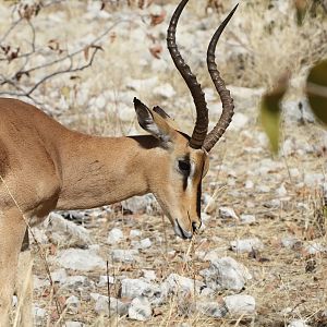 Black-Faced Impala at Etosha National Park