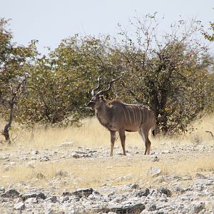 Greater Kudu at Etosha National Park