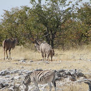 Greater Kudu at Etosha National Park