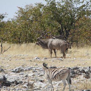 Greater Kudu at Etosha National Park