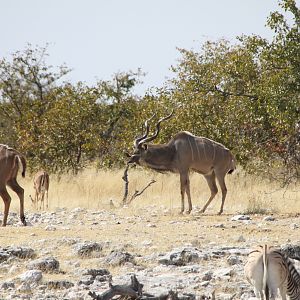 Greater Kudu at Etosha National Park