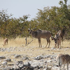 Greater Kudu at Etosha National Park