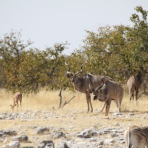 Greater Kudu at Etosha National Park