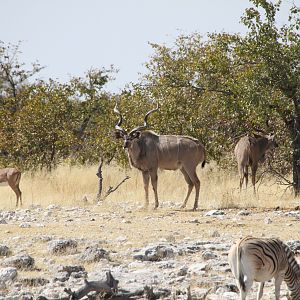 Greater Kudu at Etosha National Park