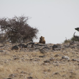 Lion at Etosha National Park