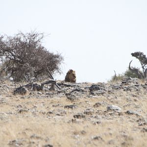 Lion at Elephant at Etosha National Park