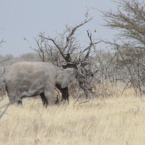 Elephant at Etosha National Park