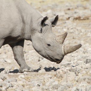 Black Rhino at Etosha National Park