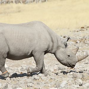 Black Rhino at Etosha National Park