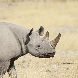 Black Rhino at Etosha National Park