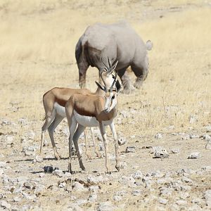 Black Rhino at Etosha National Park