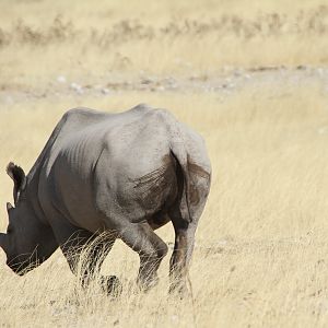 Black Rhino at Etosha National Park