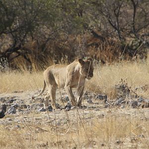 Lion at Etosha National Park