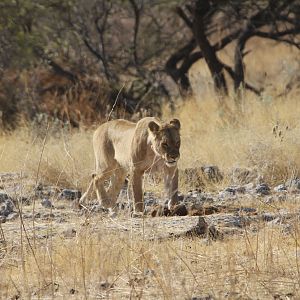 Lion at Etosha National Park