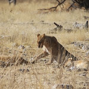 Lion at Etosha National Park