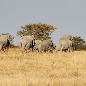 Elephant at Etosha National Park