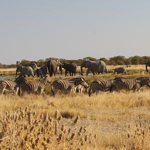 Elephant at Etosha National Park