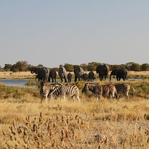 Elephant at Etosha National Park