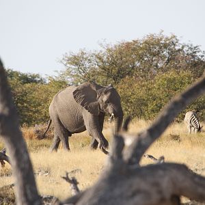 Elephant at Etosha National Park