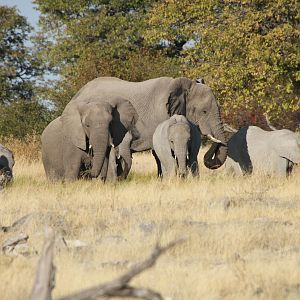 Elephant at Etosha National Park