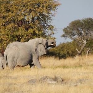 Elephant at Etosha National Park