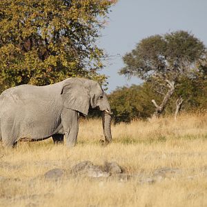 Elephant at Etosha National Park