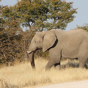 Elephant at Etosha National Park