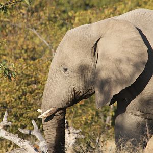 Elephant at Etosha National Park