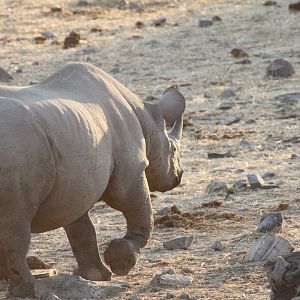 Black Rhino at Etosha National Park