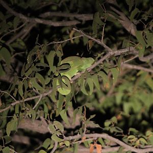 Cameleon at Etosha National Park