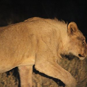 Lion at Etosha National Park