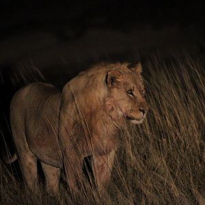 Lion at Etosha National Park