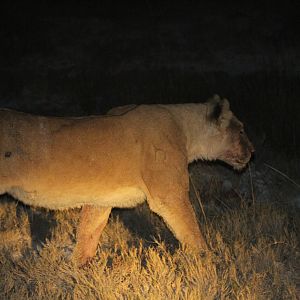 Lion at Etosha National Park