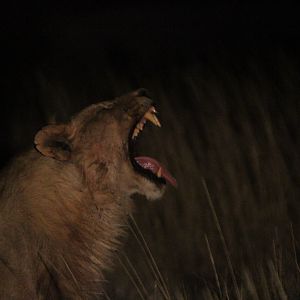 Lion at Etosha National Park