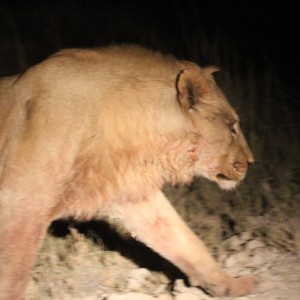 Lion at Etosha National Park