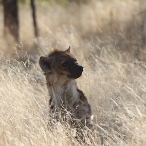 Spotted Hyena at Etosha National Park