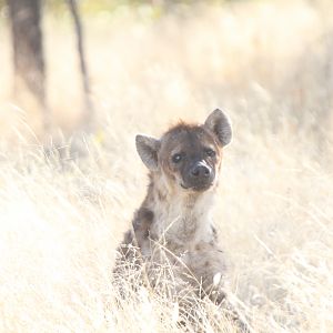 Spotted Hyena at Etosha National Park