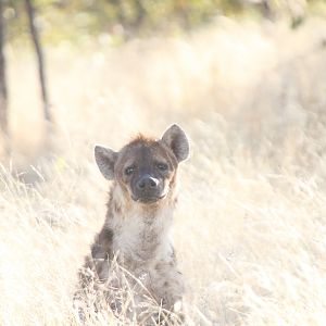 Spotted Hyena at Etosha National Park