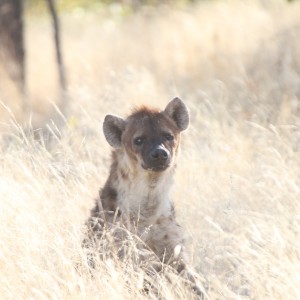 Spotted Hyena at Etosha National Park