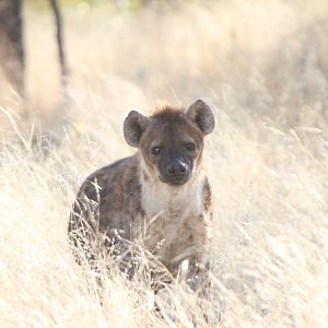 Spotted Hyena at Etosha National Park