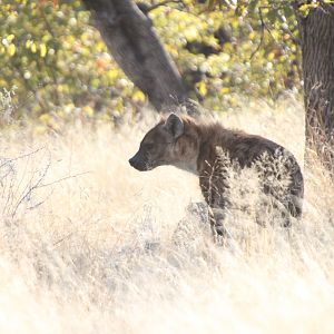 Spotted Hyena at Etosha National Park