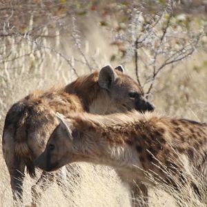 Spotted Hyena at Etosha National Park