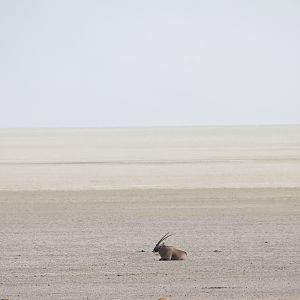 Etosha National Park