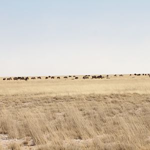 Etosha National Park