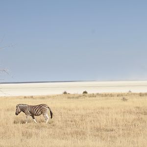 Etosha National Park