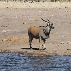 Cape Eland at Etosha National Park