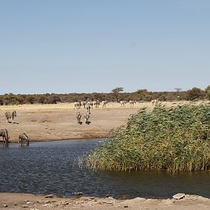 Etosha National Park