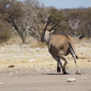 Cape Eland at Etosha National Park