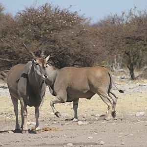 Cape Eland at Etosha National Park