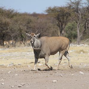 Cape Eland at Etosha National Park